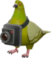 Painted Bird's Eye Viewer 808000.png