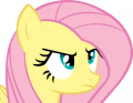 Userbox Brony Fluttershy.png